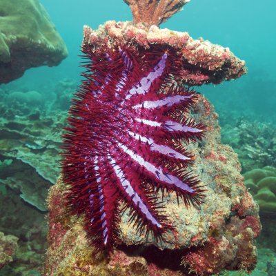 A single female crown-of-thorns starfish can produce up to 120 million offspring in one spawning season